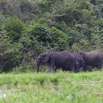138 LOANGO Inyoungou Riviere Marecage avec Famille Elephants 12E5K2IMG_79218wtmk.jpg